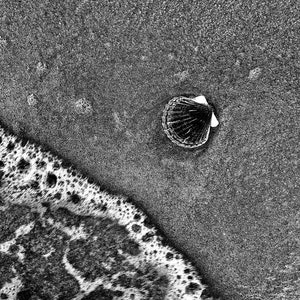 Small Shell