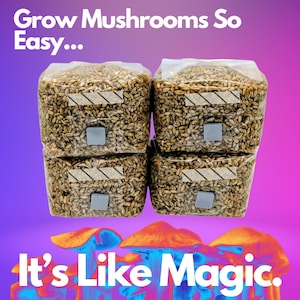 1lb Grow Mushrooms Grain Spawn bags Rye Berries w/ Injection Ports 4pk