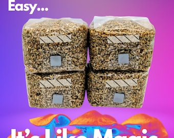 1lb Grow Mushrooms Grain Spawn bags Rye Berries w/ Injection Ports 4pk