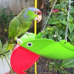 Gabby Natural colored Green Parrot that has always been a customer favorite. : image 7