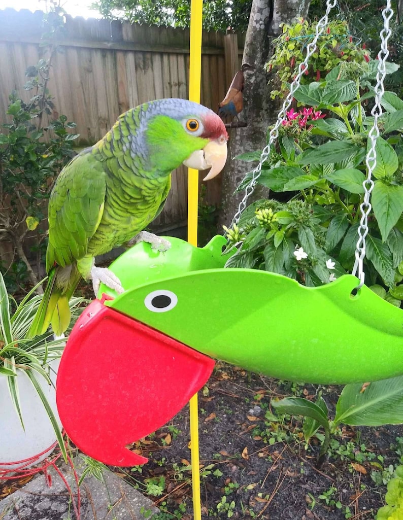 Gabby Natural colored Green Parrot that has always been a customer favorite. : image 7