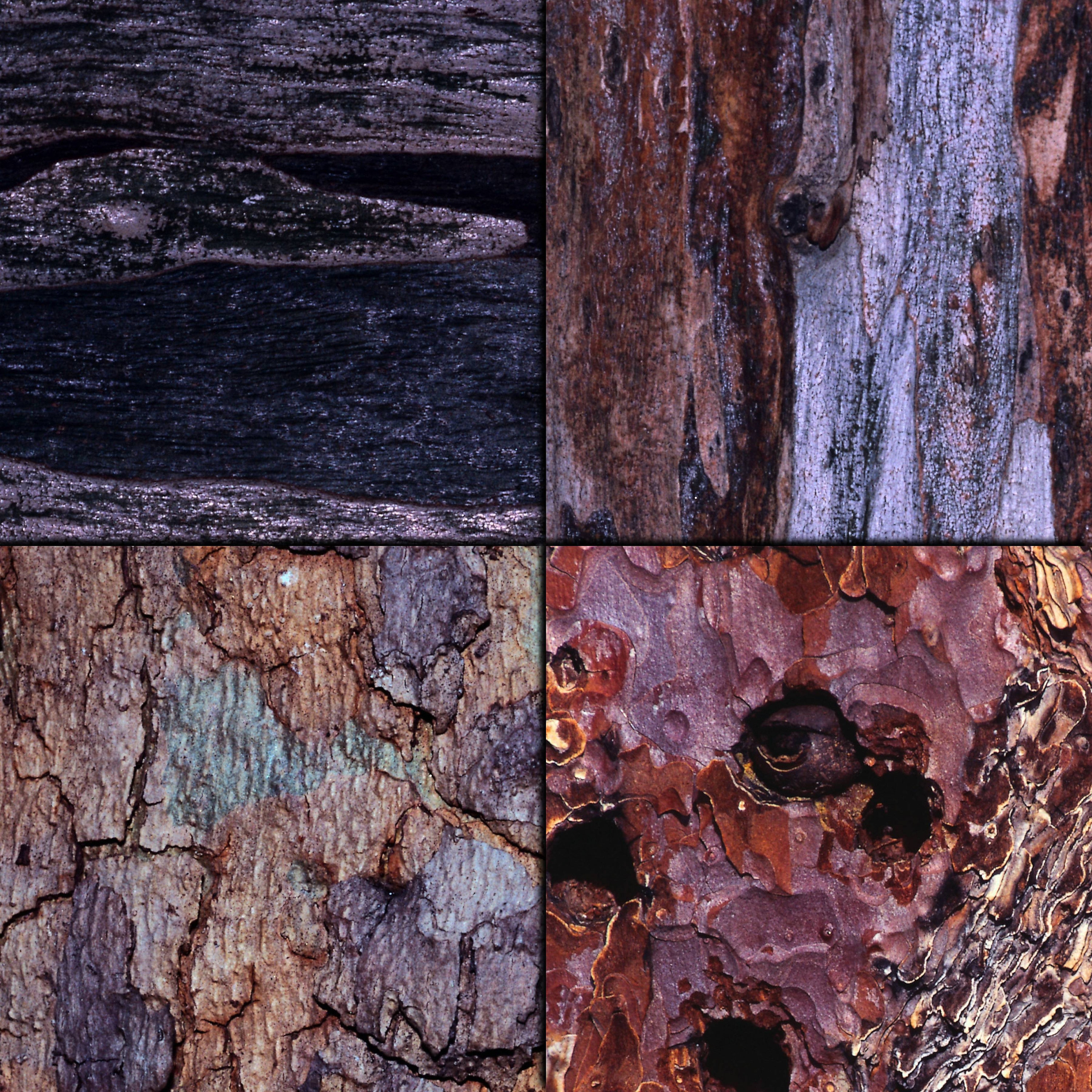 Tree bark digital paper pack 16 printable scrapbooking papers Etsy