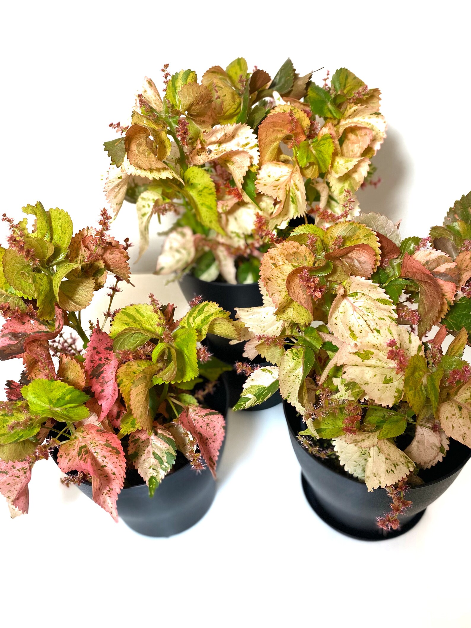 Acalypha Copper Leaf Copper Plant ULTRA RARE Variegated Etsy