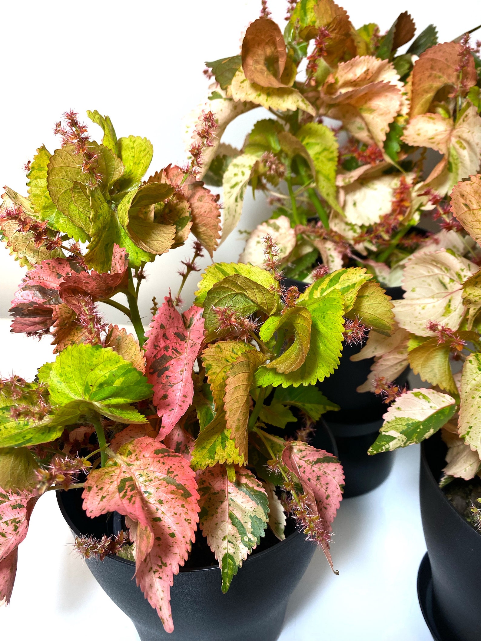 Acalypha Copper Leaf Copper Plant ULTRA RARE Variegated Etsy