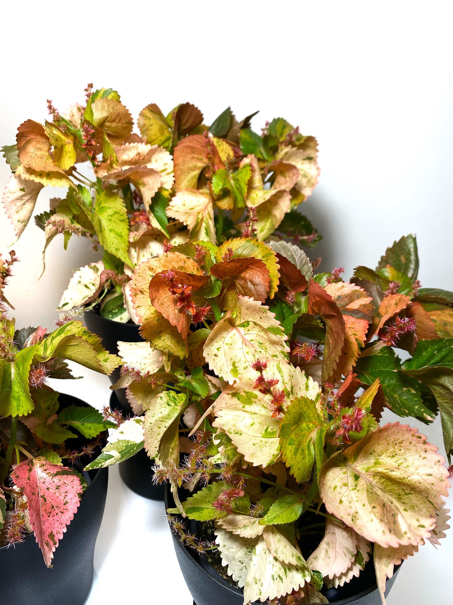 Acalypha Copper Leaf Copper Plant ULTRA RARE Variegated Etsy