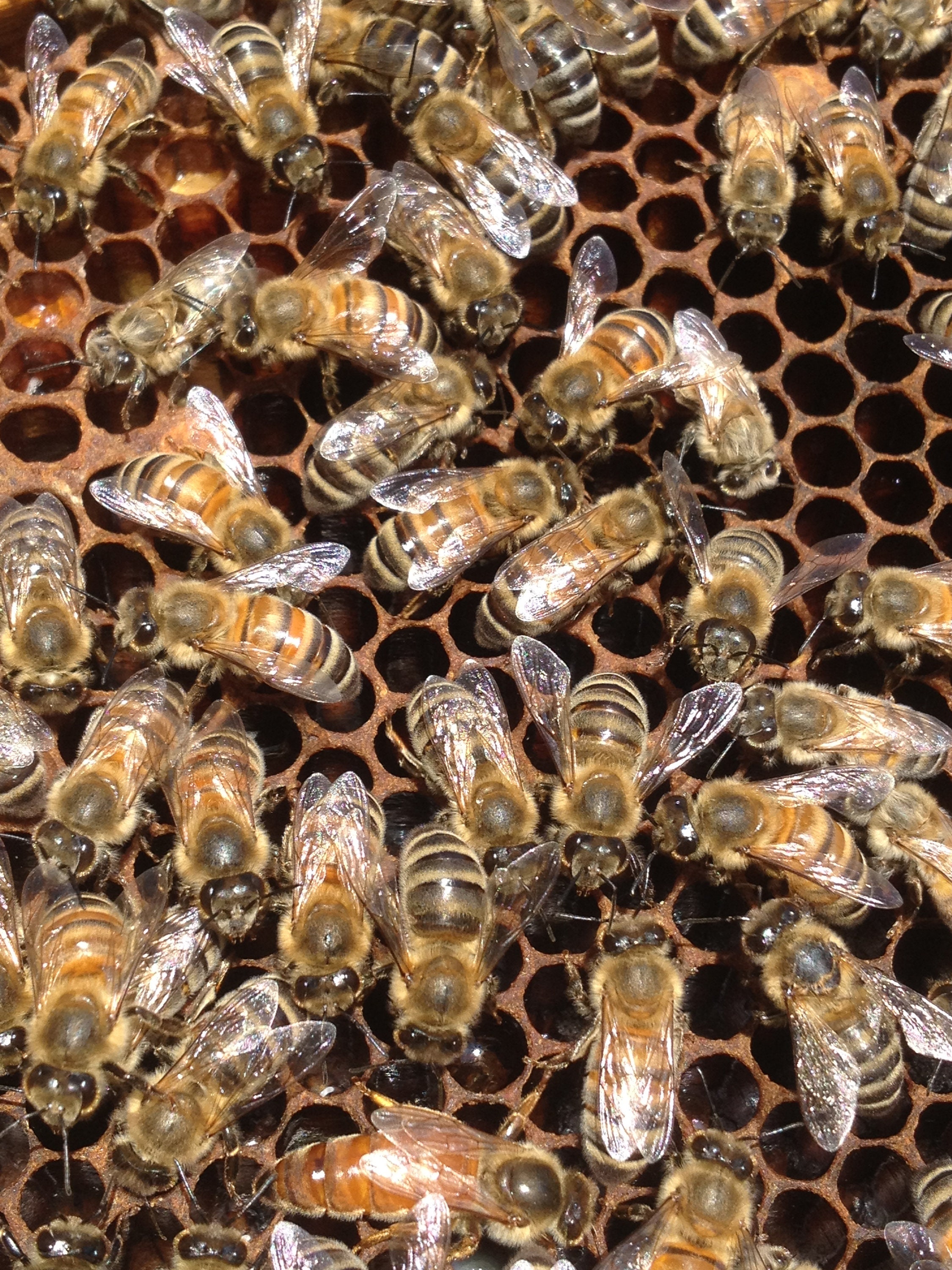 蜂蜜、菜種、本物のドイツの蜂蜜、クリーミーな撹拌、ナチュラル 蜂蜜、菜種、本物のドイツの蜂蜜、クリーミーな撹拌、ナチュラル