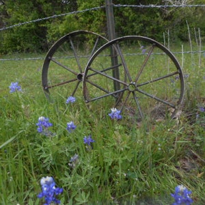 May include: Two large, rusty, metal wheels are lying on the ground in a field of blue wildflowers. The wheels are partially obscured by the flowers.
