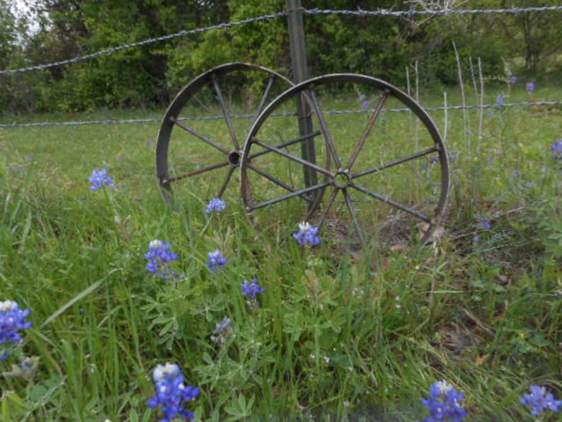 May include: Two large, rusty, metal wheels are lying on the ground in a field of blue wildflowers. The wheels are partially obscured by the flowers.