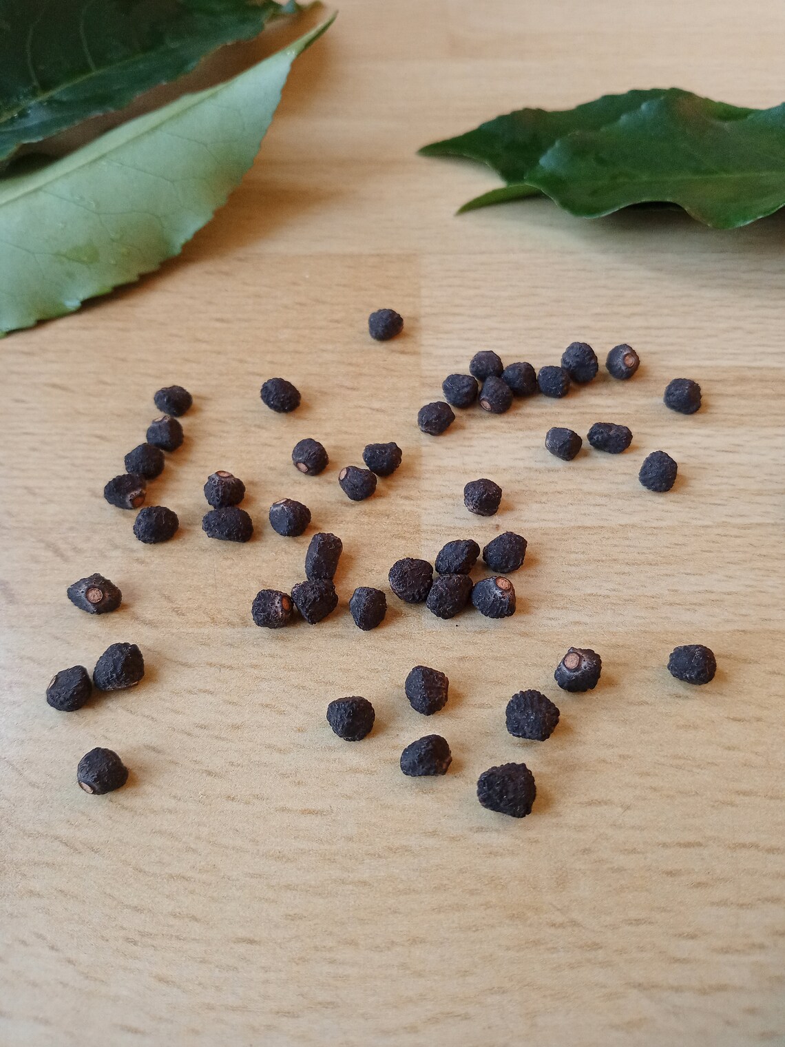 Banana Seeds Musa Balbisiana Colla. Wild Balbisiana Wild Etsy