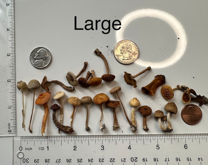 Real Dried Mushrooms for Craftslarge Etsy