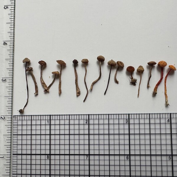 Dried Mushrooms for Resin Etsy