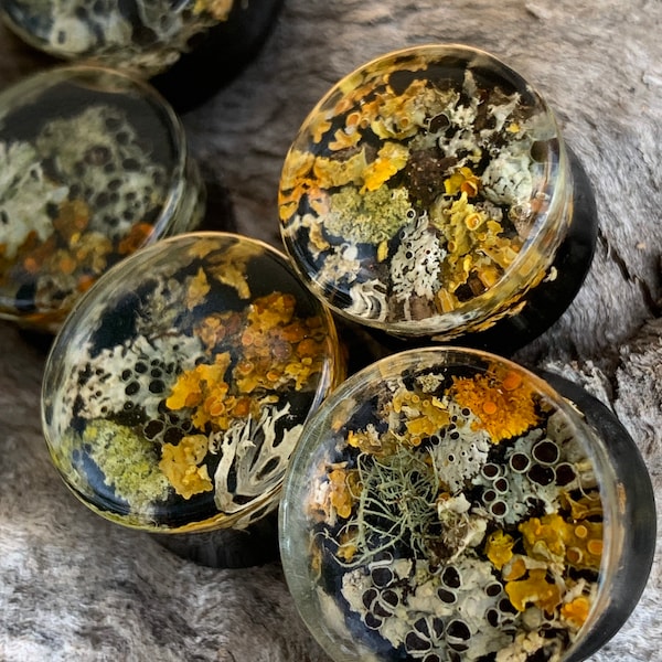 Botanical Plugs, Lichen Moss Ear Gauges, Terrarium Plugs, Forest Gauges, 5-38mm