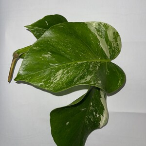 Monstera albo image 4