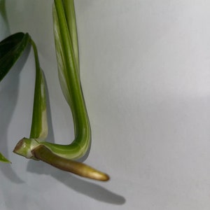 Monstera albo image 2