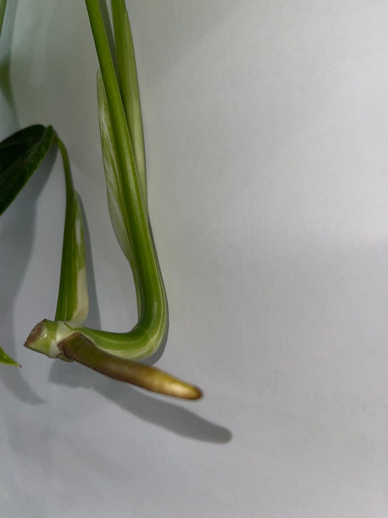 Monstera albo image 2