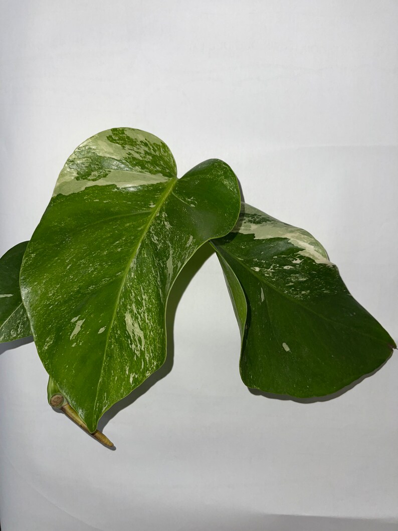 Monstera albo image 1