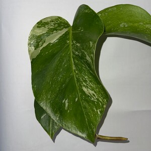 Monstera albo image 3