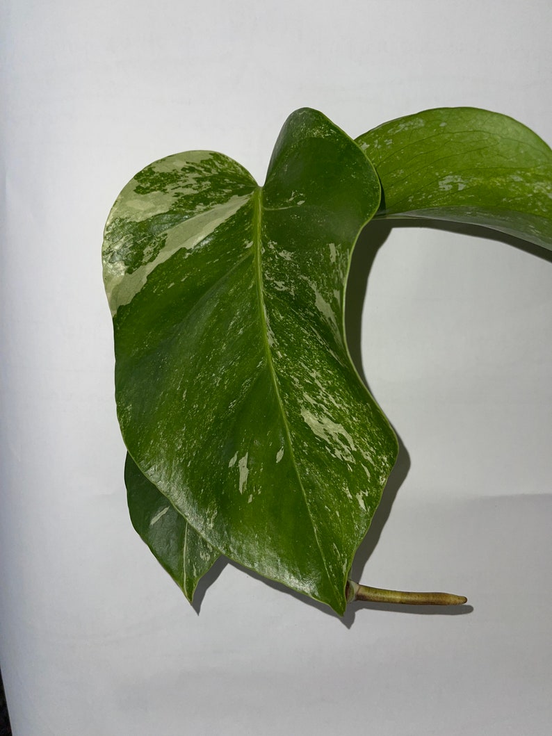 Monstera albo image 3