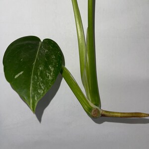 Monstera albo image 5