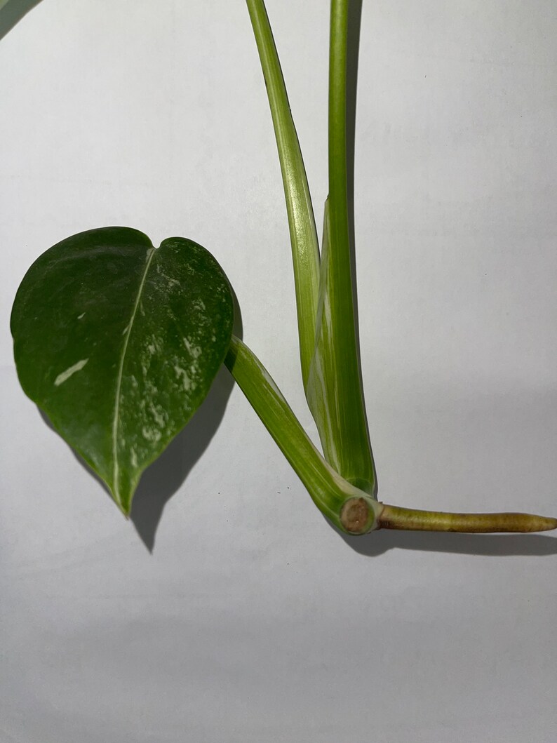 Monstera albo image 5