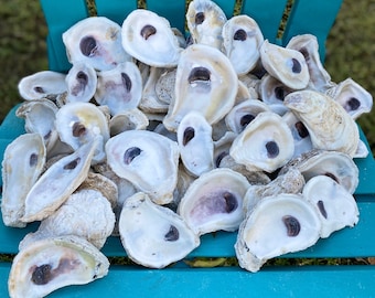 OYSTER SHELLS *Free Shipping*