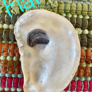 OYSTER SHELL COMBO image 3