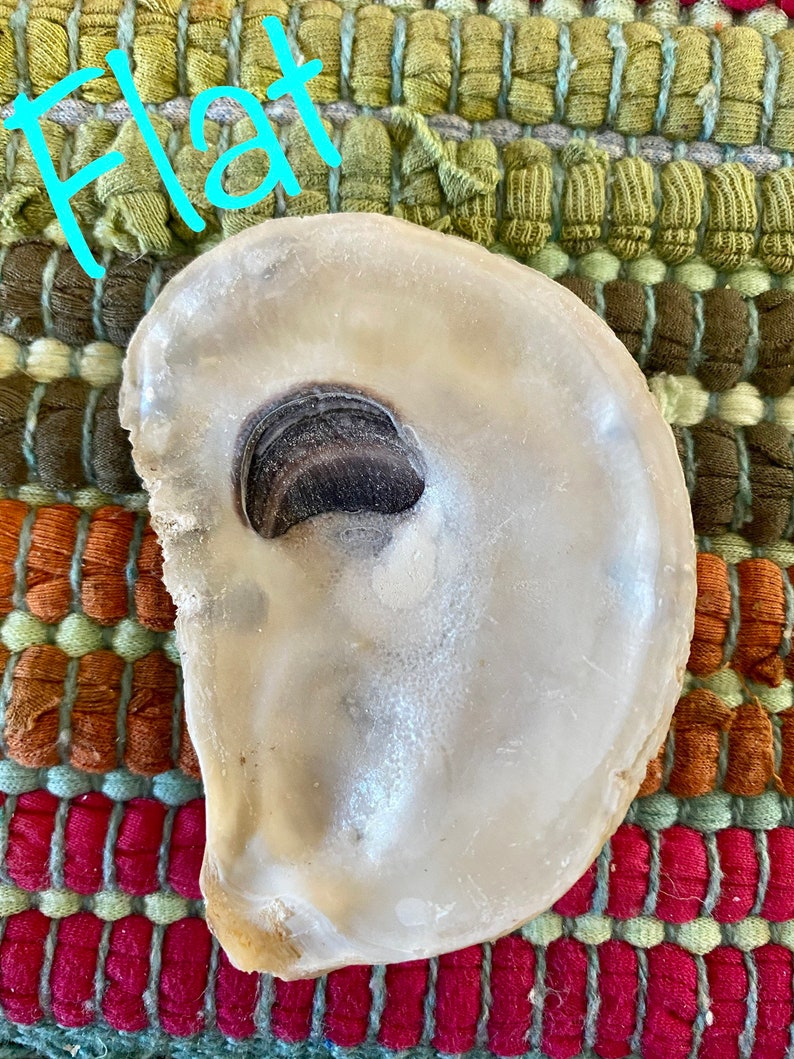 OYSTER SHELL COMBO image 3