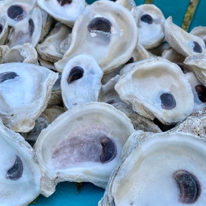 OYSTER SHELL COMBO image 7