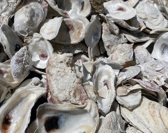 AGED OYSTER SHELLS *20, 50, 100, 200, 400, 1,000*