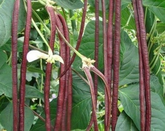 Purple Yard Long Bean Seeds