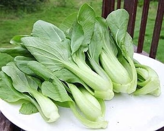 Pak Choi Shanghai Green Stem seeds