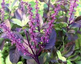 Thai Red Holy Basil Seeds