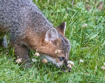 Notecards - Young Gray Fox Photo - Stop and smell the flowers - Clover - Wildlife Photography - Fox Kit - Blue Eyes
