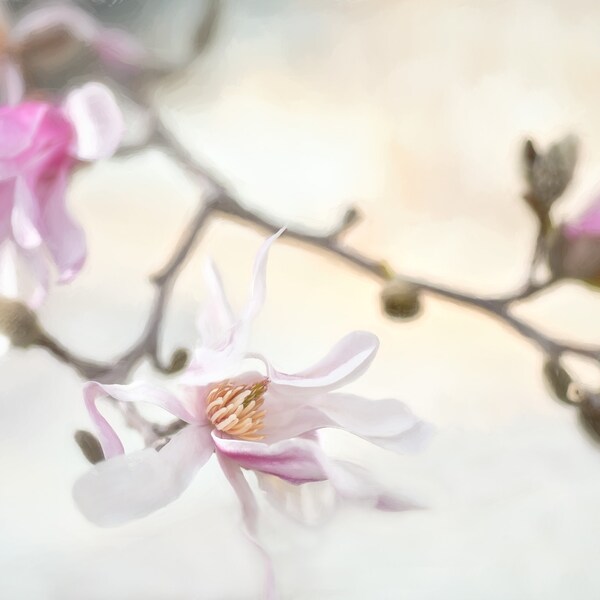 Notecards - Spring Magnolia Photography - Magnolia Image - Spring Flowering Tree Photo - Artistic impression