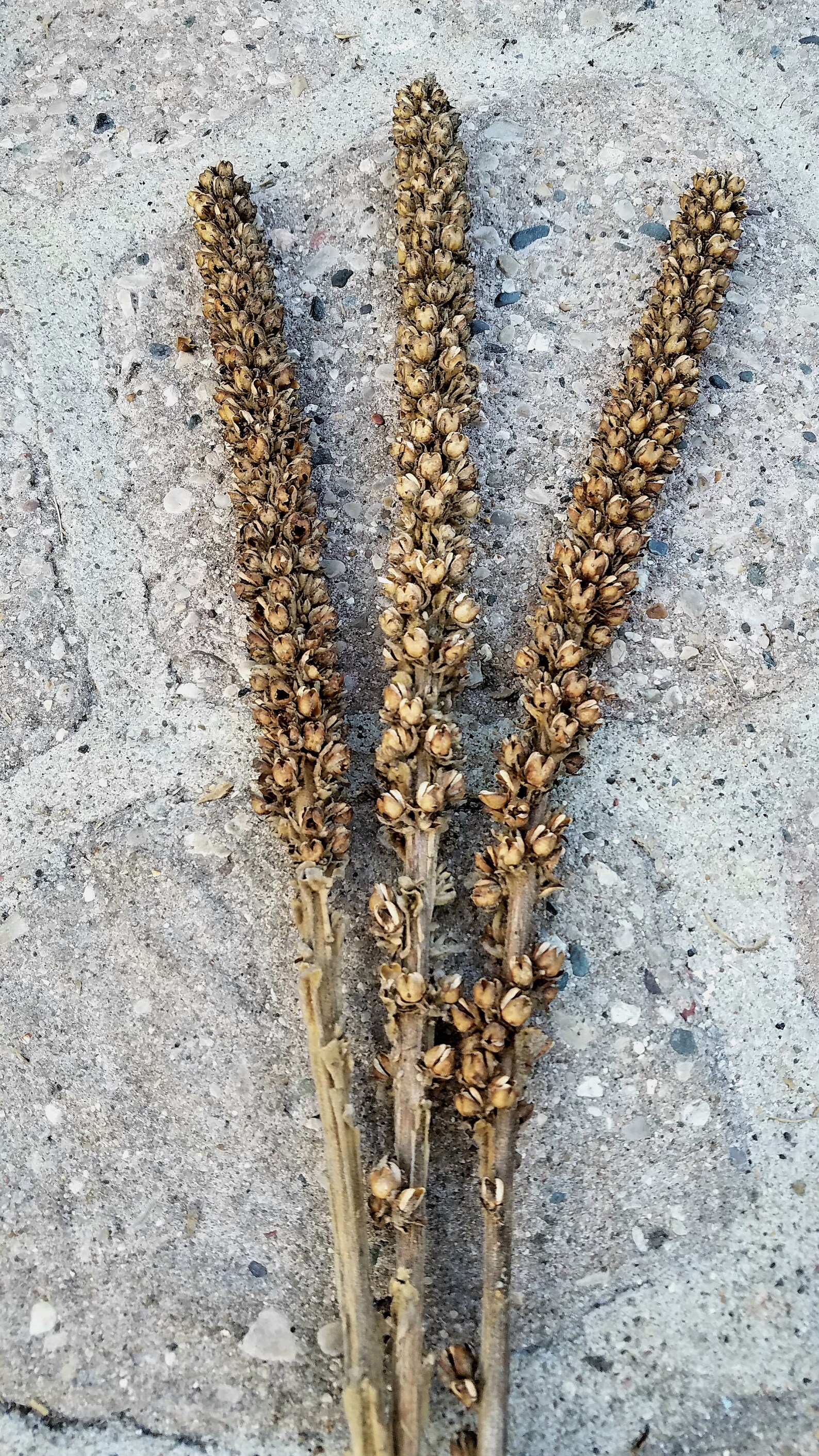 All Natural Mullein Stalks Smaller Sizes Dried Seed Heads Etsy