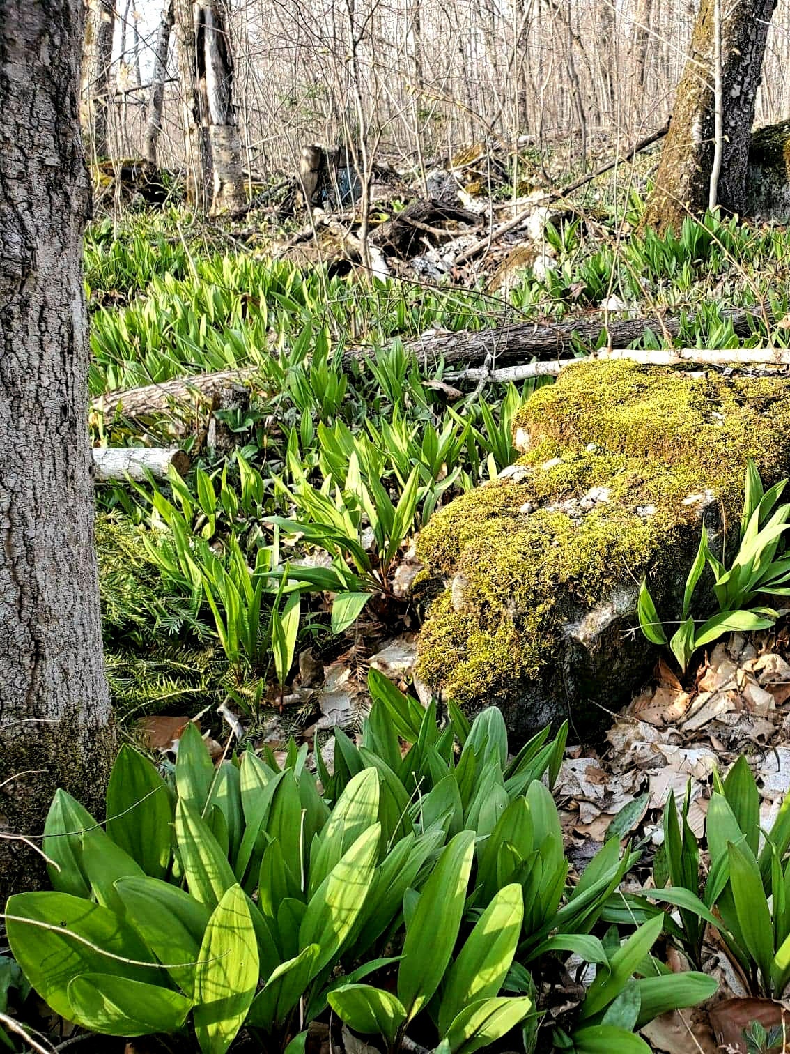 Dried Ramp Powder 1 Oz 1/4 cup Bag Wild Ramps Leeks Etsy Polska