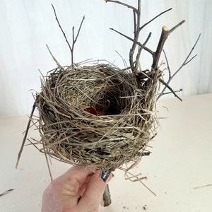 Real Straw Bird Nest on Branch, Small Bird Nest