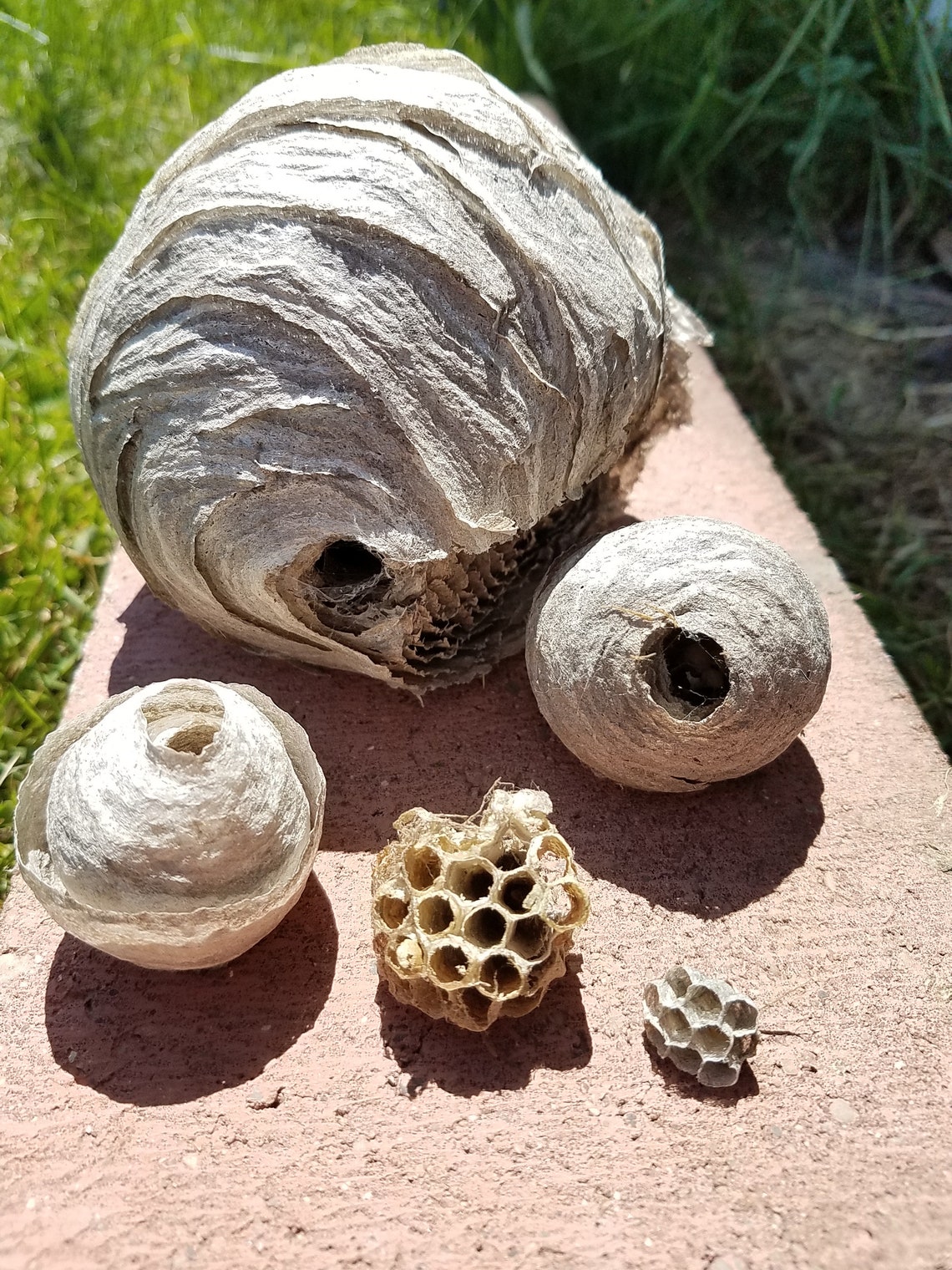 Paper Wasp Nests Yellow Jacket Nests Insect Nests Etsy