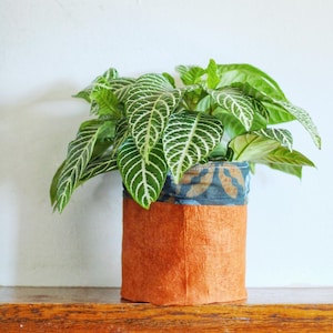 May include: A houseplant with green and white striped leaves in an orange, square planter. The planter has a blue and gold patterned fabric band at the top. The plant is on a wooden shelf against a white wall.
