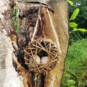 Peut inclure: Un nid d'oiseau tiss&eacute; en brindilles est suspendu &agrave; un tronc d'arbre. Deux g&acirc;teaux de graines d'oiseaux ronds et gris sont &agrave; l'int&eacute;rieur du nid.