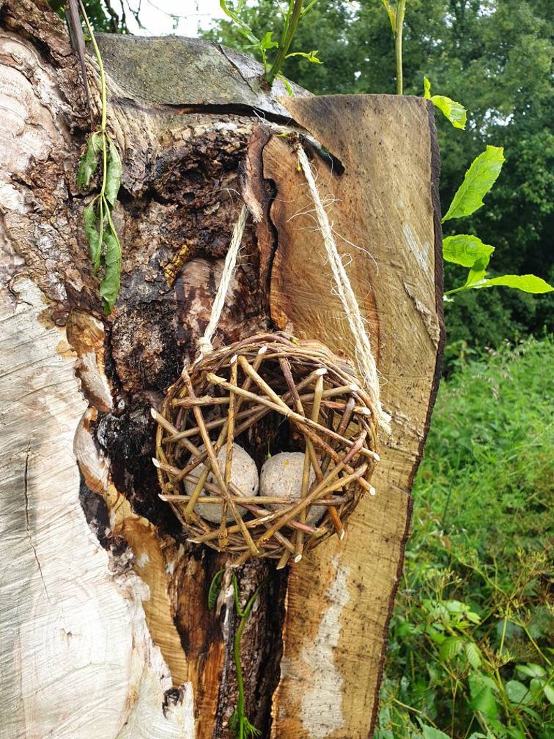 Peut inclure: Un nid d'oiseau tiss&eacute; en brindilles est suspendu &agrave; un tronc d'arbre. Deux g&acirc;teaux de graines d'oiseaux ronds et gris sont &agrave; l'int&eacute;rieur du nid.