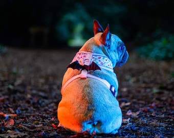 May include: A French Bulldog seen from behind, wearing a light-colored harness decorated with small colorful icons and featuring a pair of black bat wings attached to the back strap. The dog is illuminated by contrasting orange and blue light.