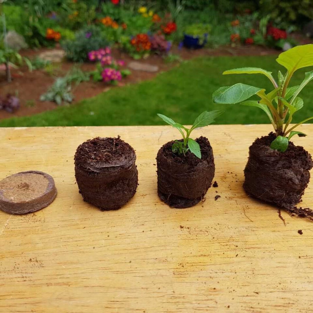 Coco Coir Plant Starter Pellets: 36mm Seed Sprouting Plugs, 20-pack - Etsy