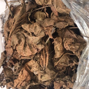 Peut inclure: Un sac en plastique rempli de feuilles brunes séchées. Les feuilles sont de formes et de tailles variées, et certaines ont des trous.