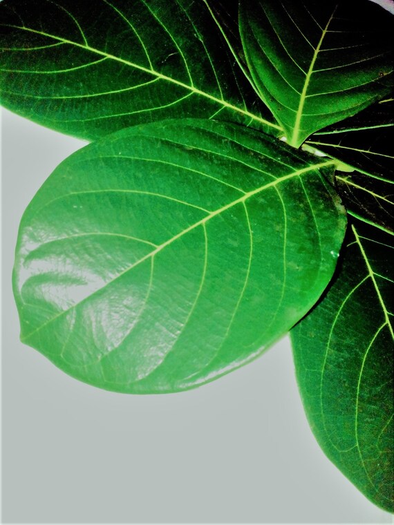 Pet Supplies Pet Carriers & Houses Aquariums & Tank Décor Dried