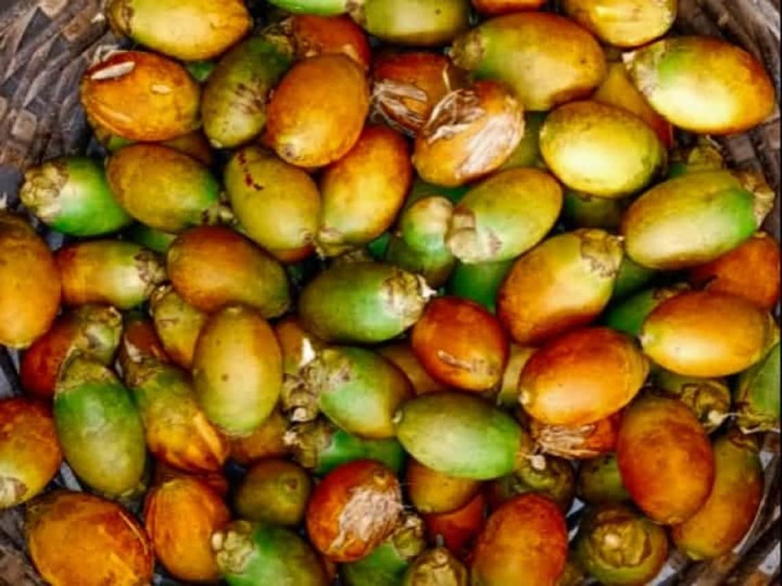 100 Organic new fresh Areca nut Areca catechu betel nut dried Etsy