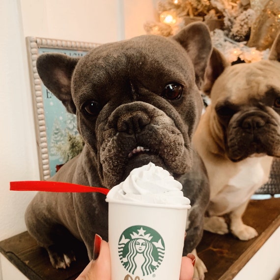 puppuccino starbucks canada