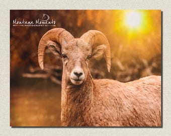 Bighorn Sheep Photo, Wildlife Photography, Nature Wall Art, Big Horn Mountain Sheep, Big Sky Montana - "Beauty in the Big Sky"