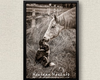 Framed Canvas Wall Art, Dog & Horse Photography, Aussie Border Collie Dog Photos, Horse Photos, Western Wall Art, Ranch Home Decor