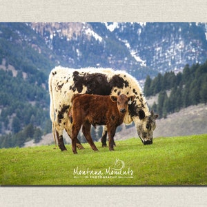 Cow Calf Photos, Cow Wall Art, Cattle Art Print, Ranch Home Decor, Farmhouse Decor, Canvas Wall Decor - &quot;Me & Mama&quot;
